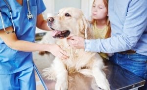 vet following latest animal health regulations