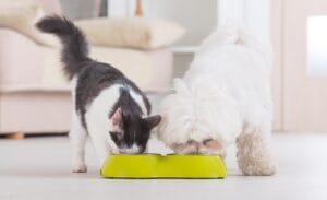 dog and cat eating food together