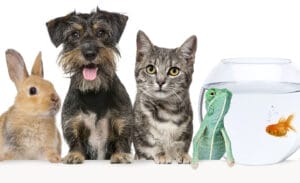 Regulatory strategies for implementing Pet Food Label Modernization | TSG Consulting